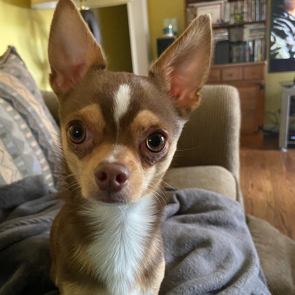 Meet your Posher, Brenna - Picture 2 of 8